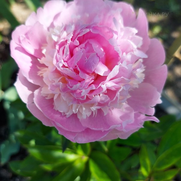 превью изображения отзыва