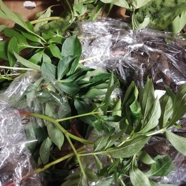 превью изображения отзыва