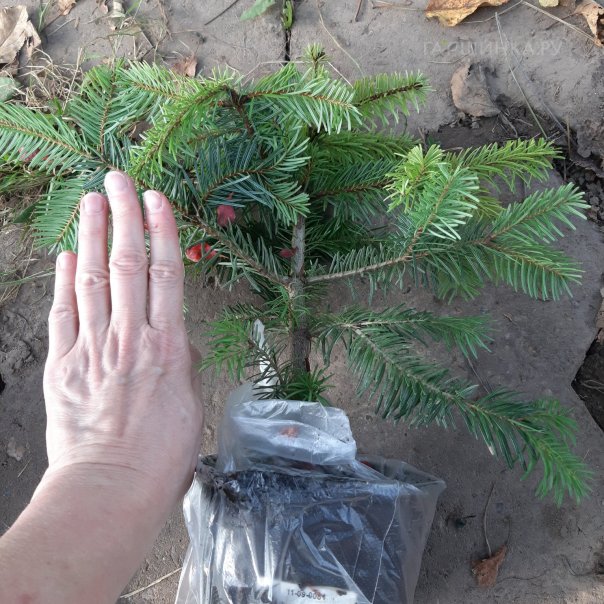 превью изображения отзыва