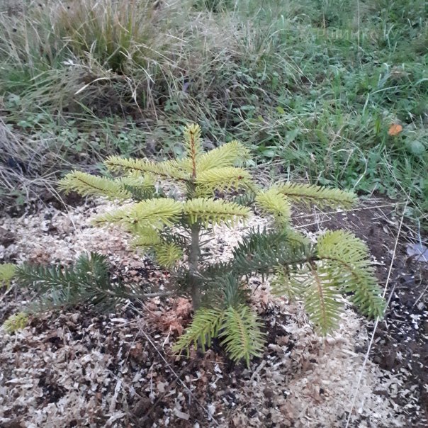 превью изображения отзыва