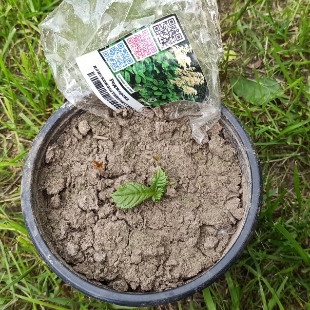 превью изображения отзыва