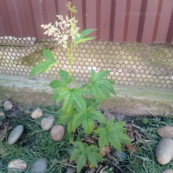 превью изображения отзыва