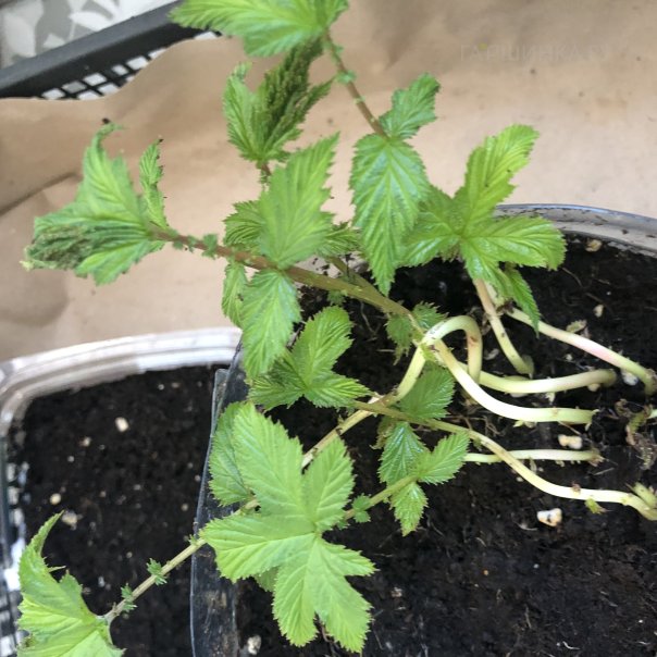 превью изображения отзыва