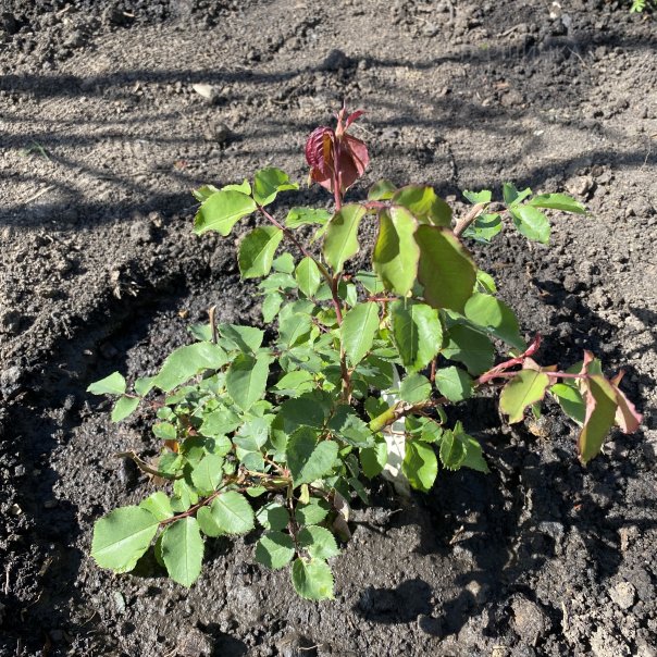 превью изображения отзыва