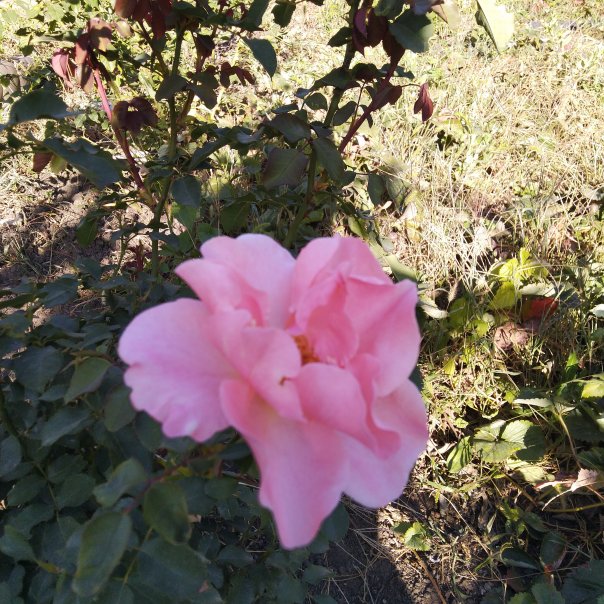 превью изображения отзыва