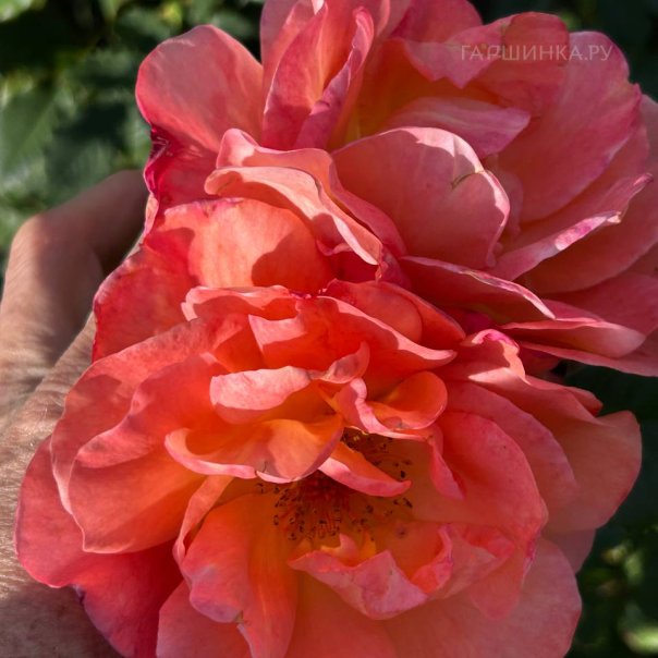 превью изображения отзыва