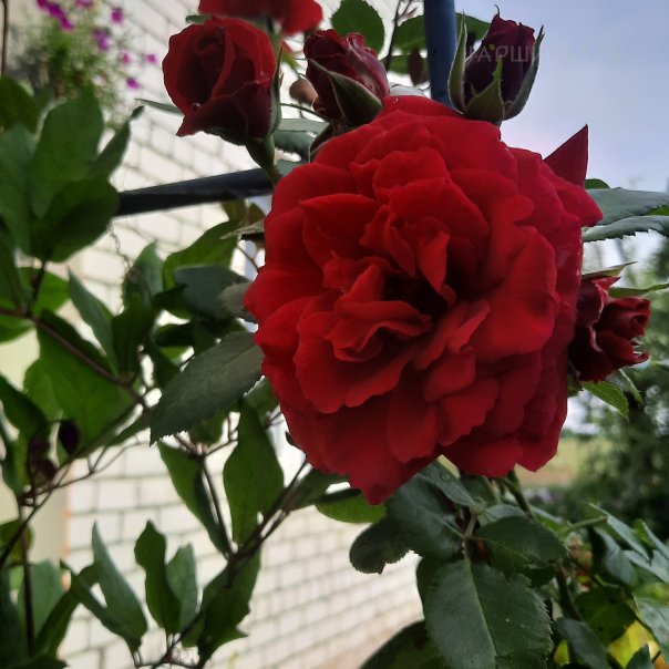 превью изображения отзыва