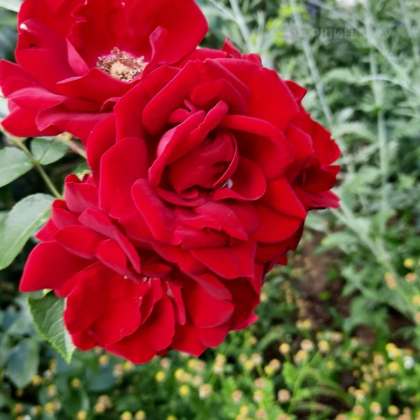 превью изображения отзыва