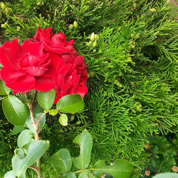 превью изображения отзыва