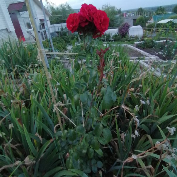 превью изображения отзыва