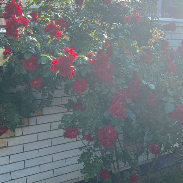 превью изображения отзыва