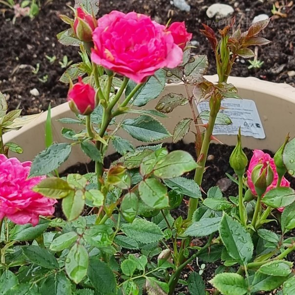 превью изображения отзыва