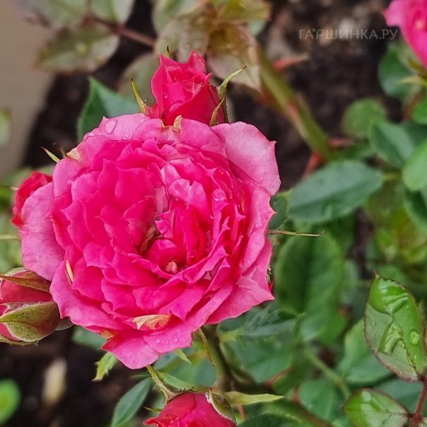 превью изображения отзыва