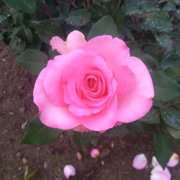 превью изображения отзыва