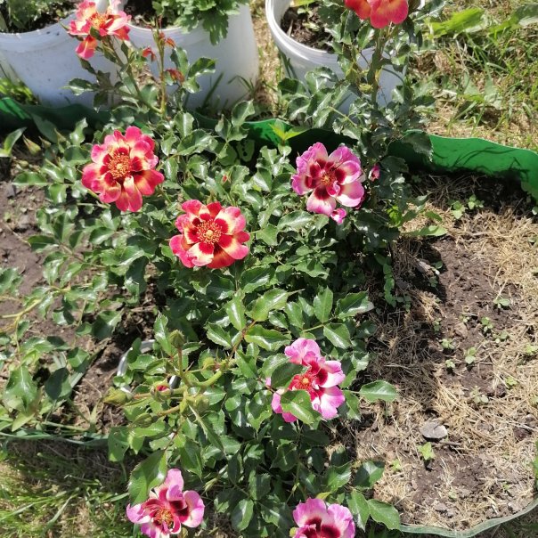 превью изображения отзыва