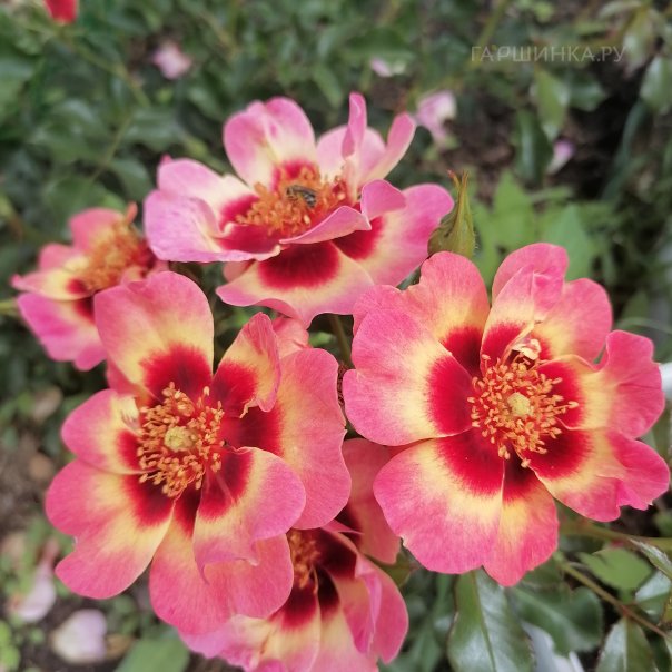 превью изображения отзыва