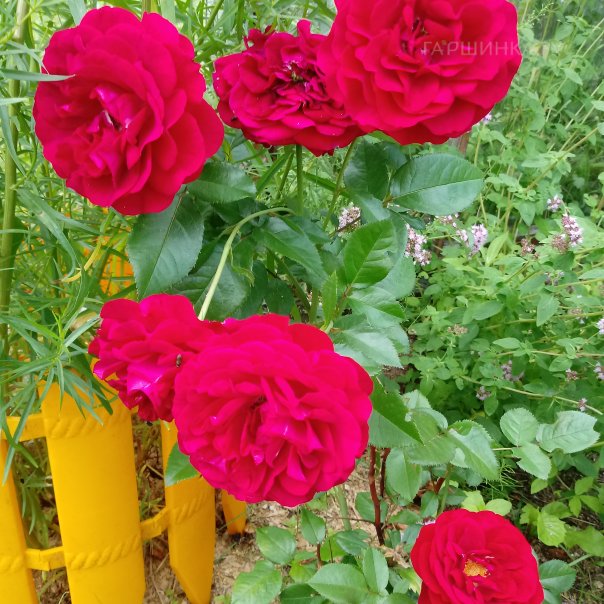 превью изображения отзыва