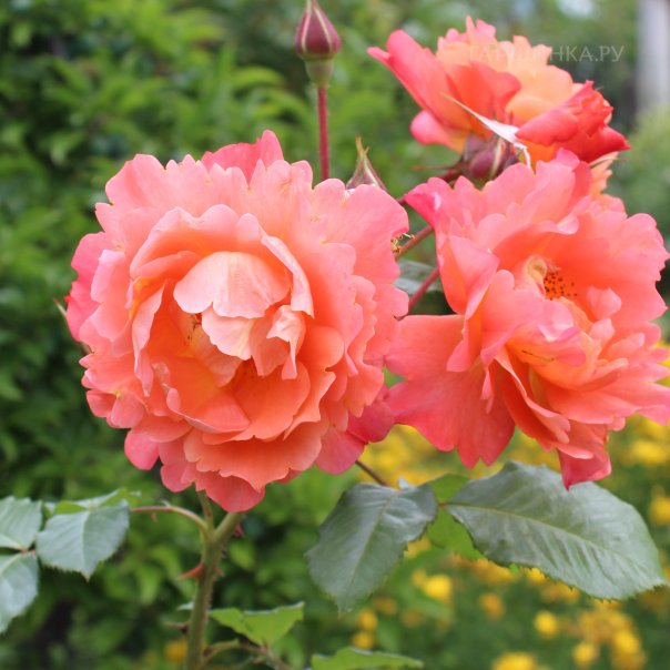 превью изображения отзыва