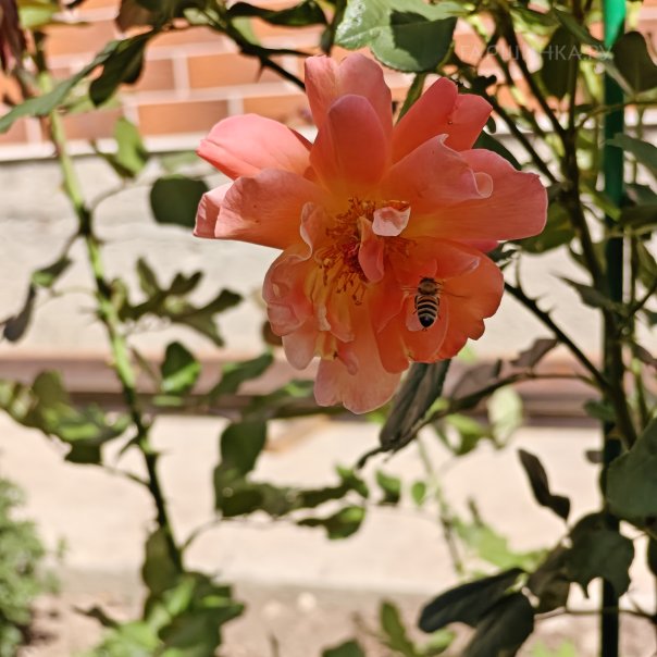 превью изображения отзыва