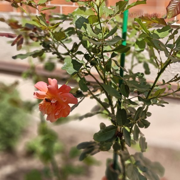 превью изображения отзыва