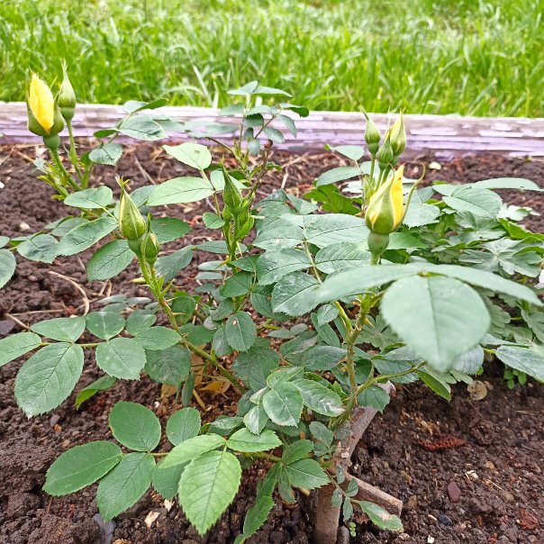 превью изображения отзыва