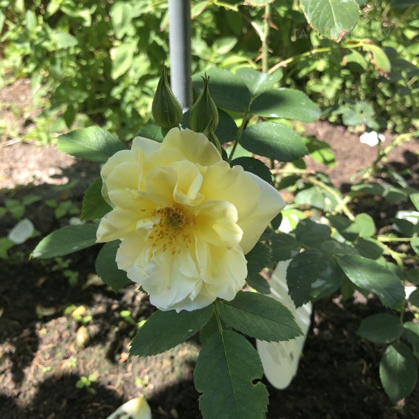 превью изображения отзыва