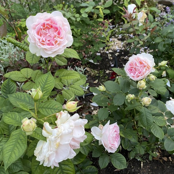 превью изображения отзыва