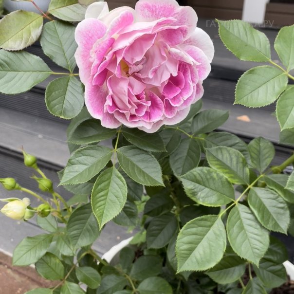 превью изображения отзыва