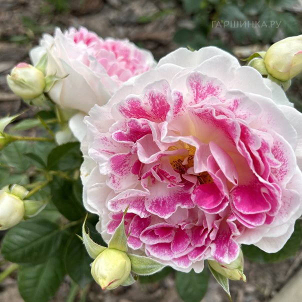 превью изображения отзыва