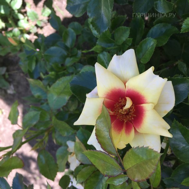 превью изображения отзыва