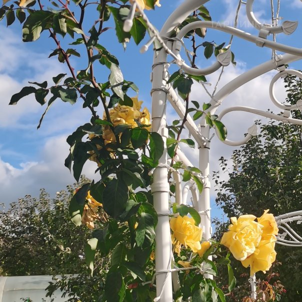 превью изображения отзыва