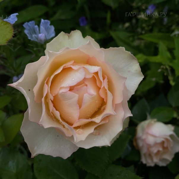 превью изображения отзыва