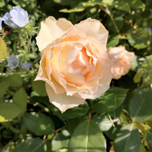 превью изображения отзыва