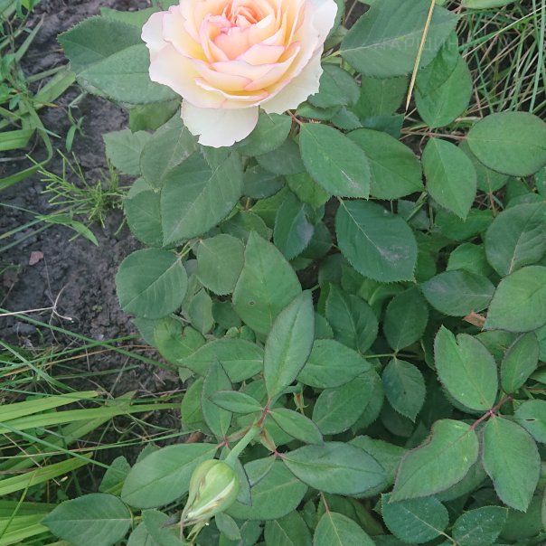 превью изображения отзыва