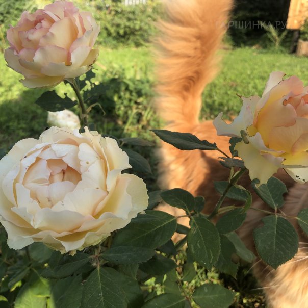 превью изображения отзыва