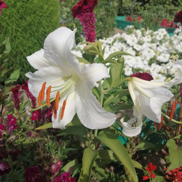 превью изображения отзыва