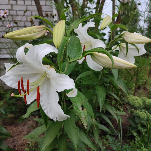 превью изображения отзыва