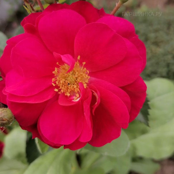 превью изображения отзыва