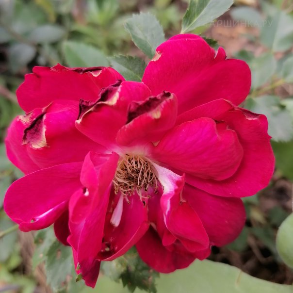 превью изображения отзыва