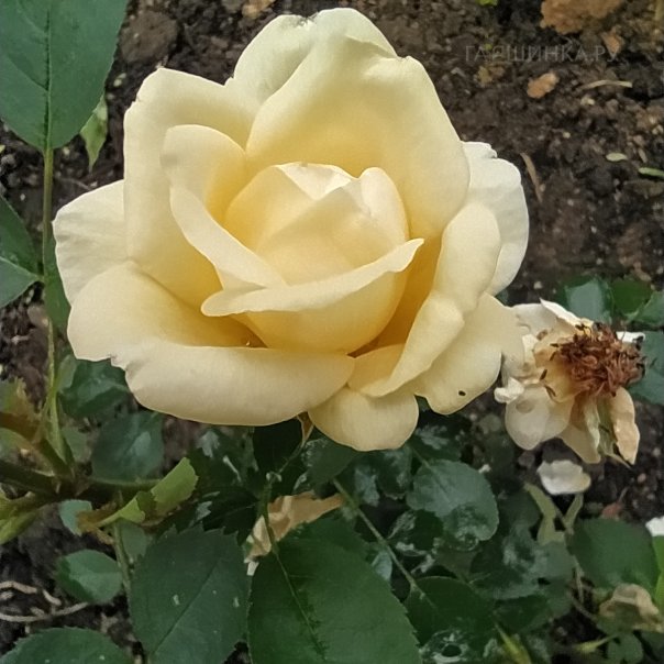 превью изображения отзыва