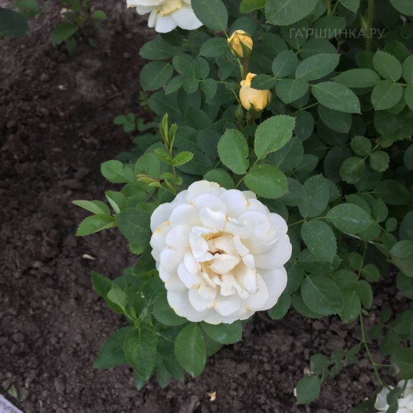 превью изображения отзыва