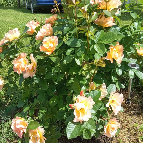 превью изображения отзыва