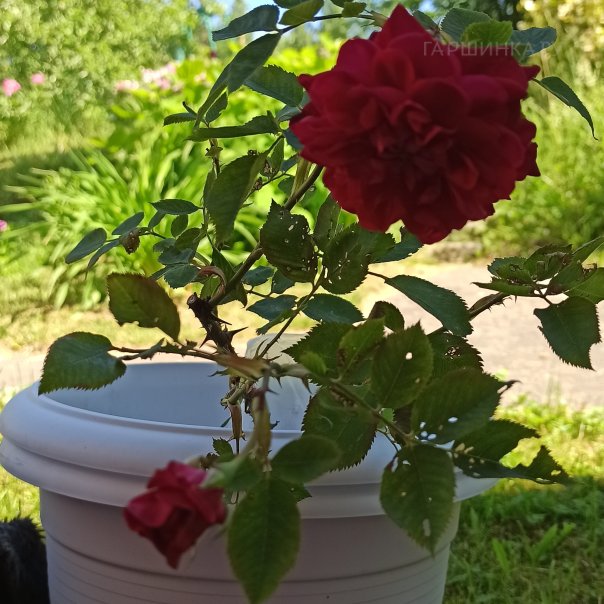 превью изображения отзыва