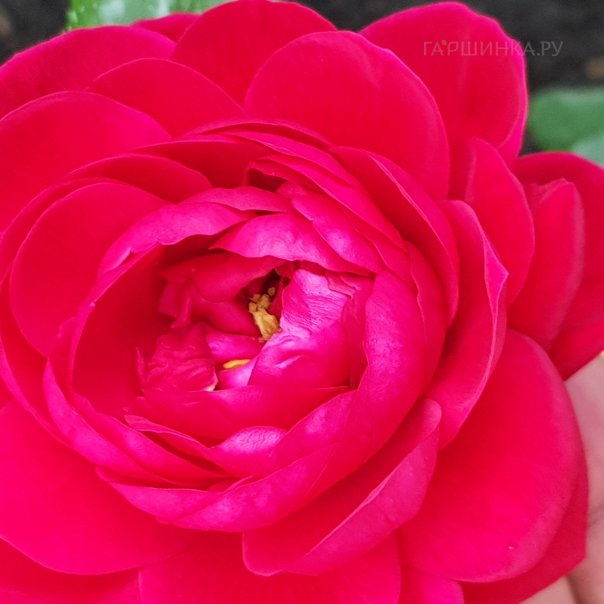 превью изображения отзыва