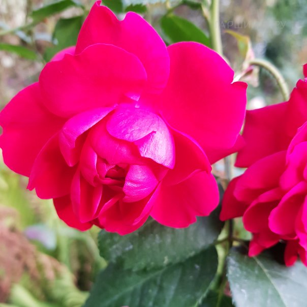 превью изображения отзыва