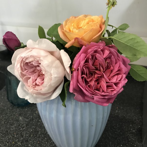 превью изображения отзыва