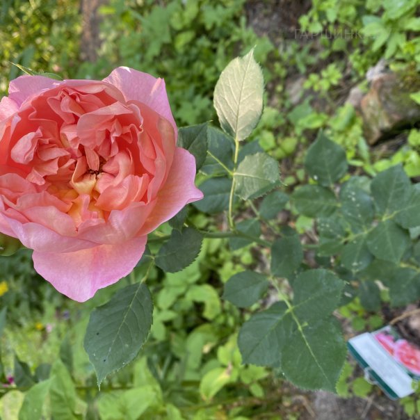 превью изображения отзыва