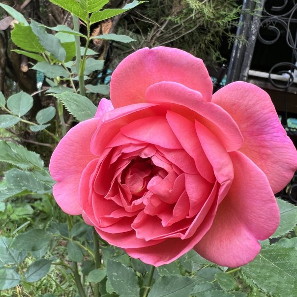 превью изображения отзыва