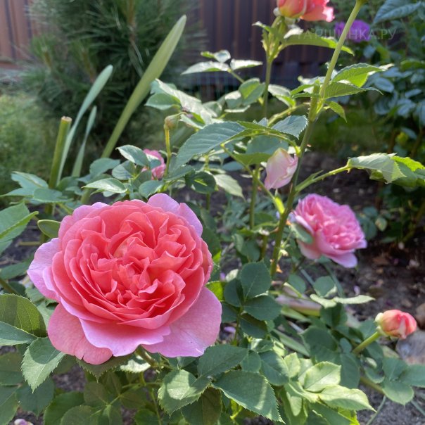 превью изображения отзыва