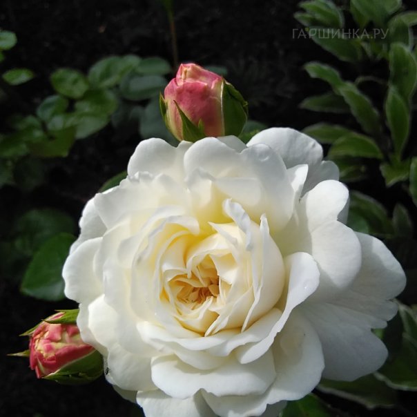 превью изображения отзыва